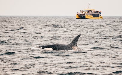 Aventure d’observation des baleines d’une demi-journée au départ de Victoria